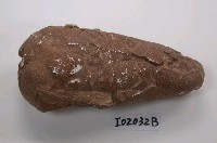 藏品(原角龍蛋化石(模))的圖片